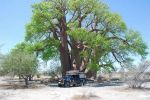 16. Grote baobab.JPG
